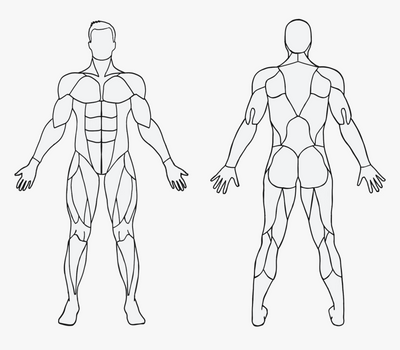 247-2477163_blank-muscles-in-the-body-hd-png-download - Copy.png