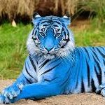 BlueTiger